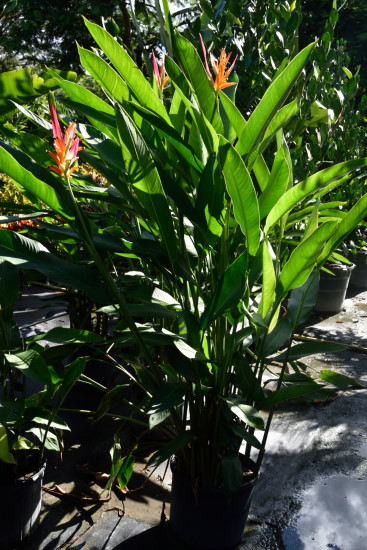 heliconia-psittacorum-sassy