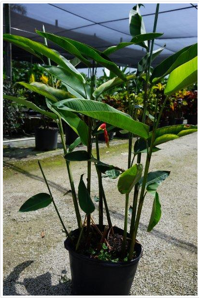heliconia-rostrata-lobster-claw-heliconia