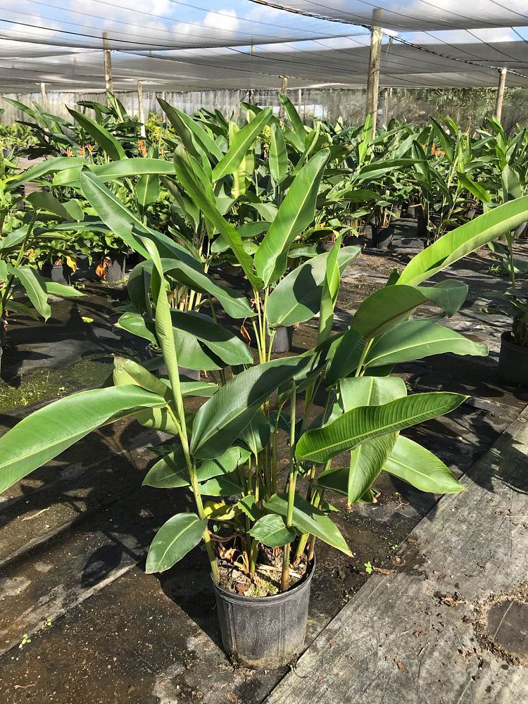 heliconia-rostrata-lobster-claw-heliconia