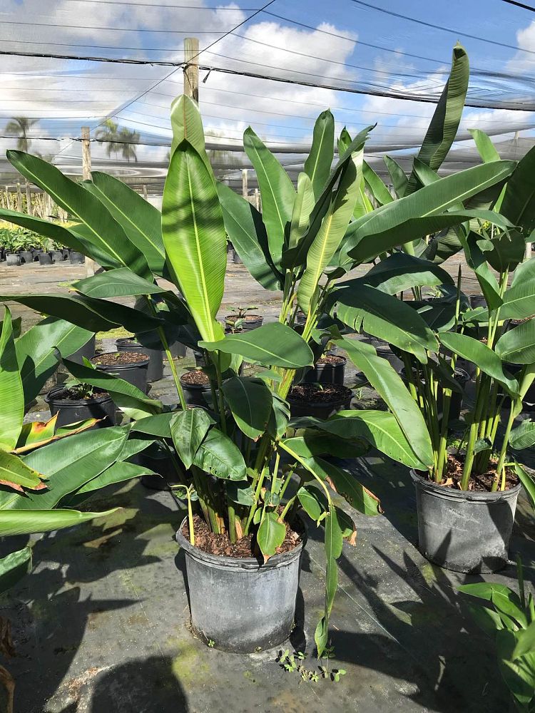 heliconia-rostrata-lobster-claw-heliconia