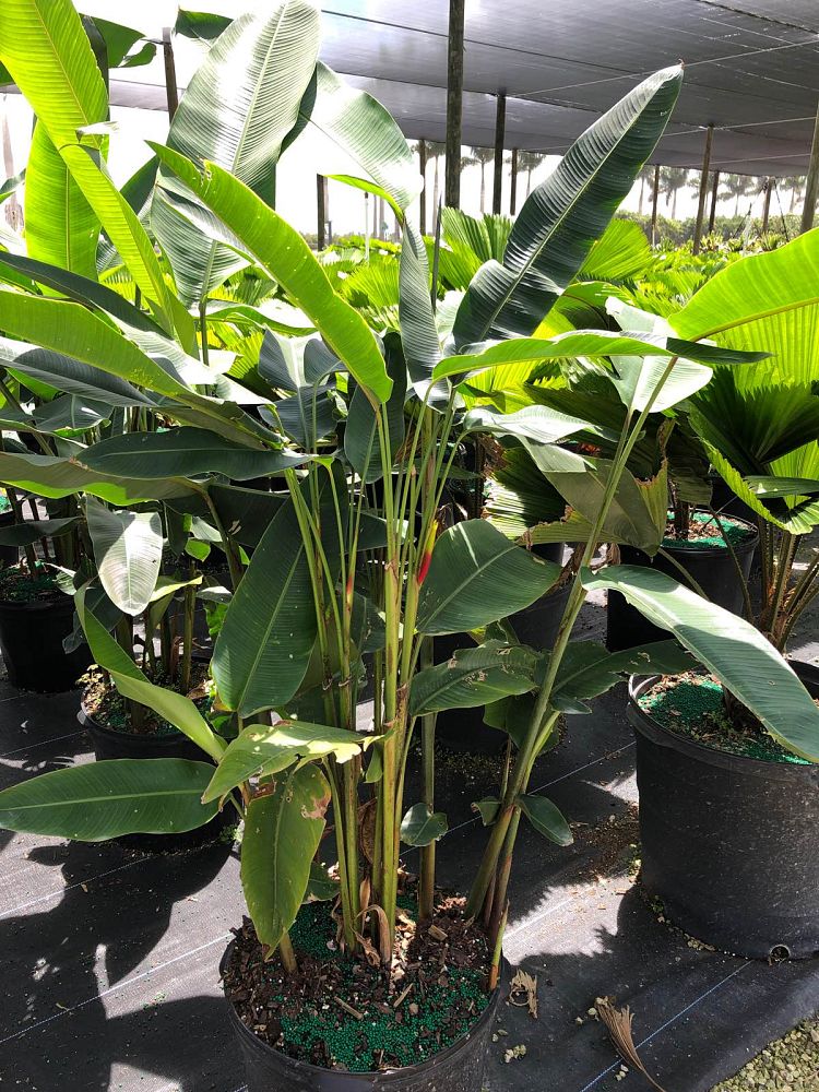heliconia-rostrata-lobster-claw-heliconia