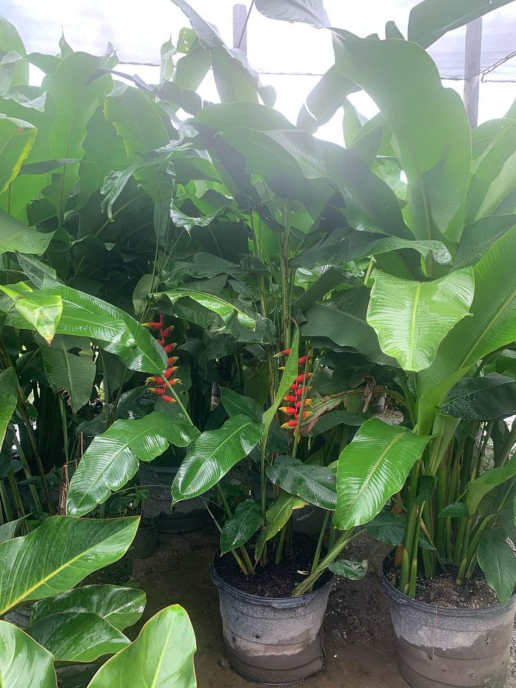 heliconia-rostrata-lobster-claw-heliconia
