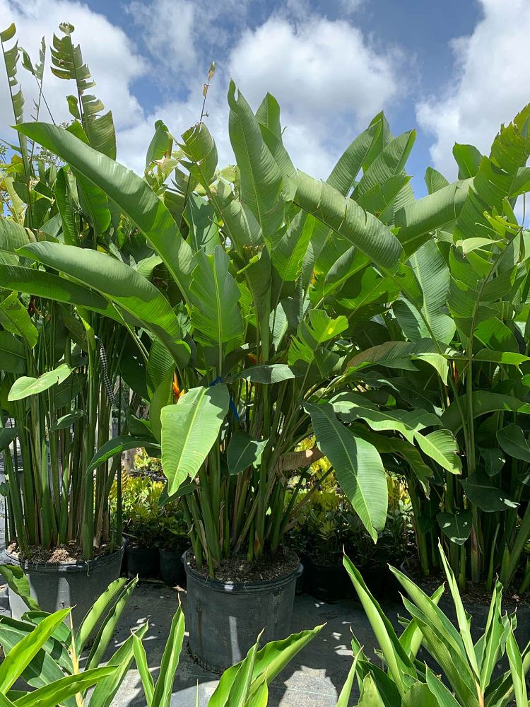 heliconia-rostrata-lobster-claw-heliconia