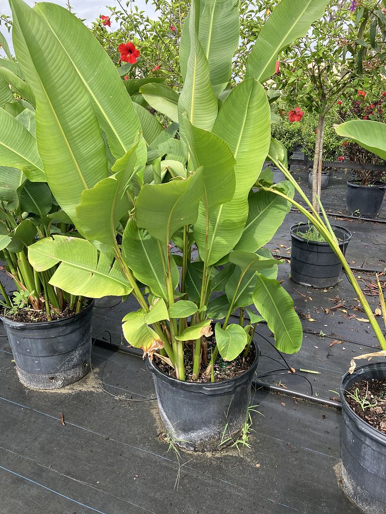 heliconia-rostrata-lobster-claw-heliconia