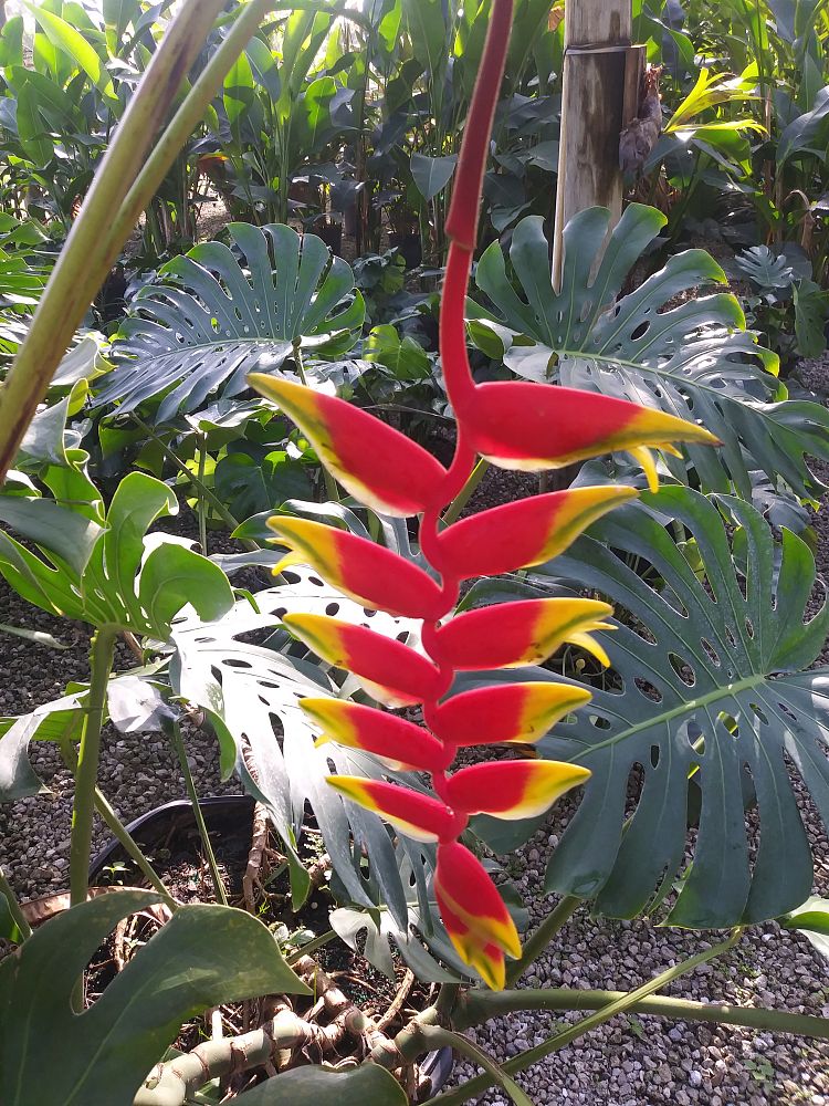 heliconia-rostrata-lobster-claw-heliconia