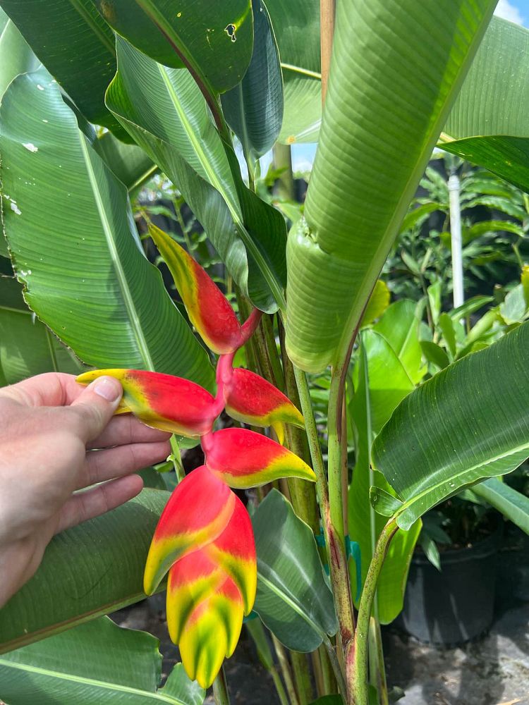 heliconia-rostrata-lobster-claw-heliconia