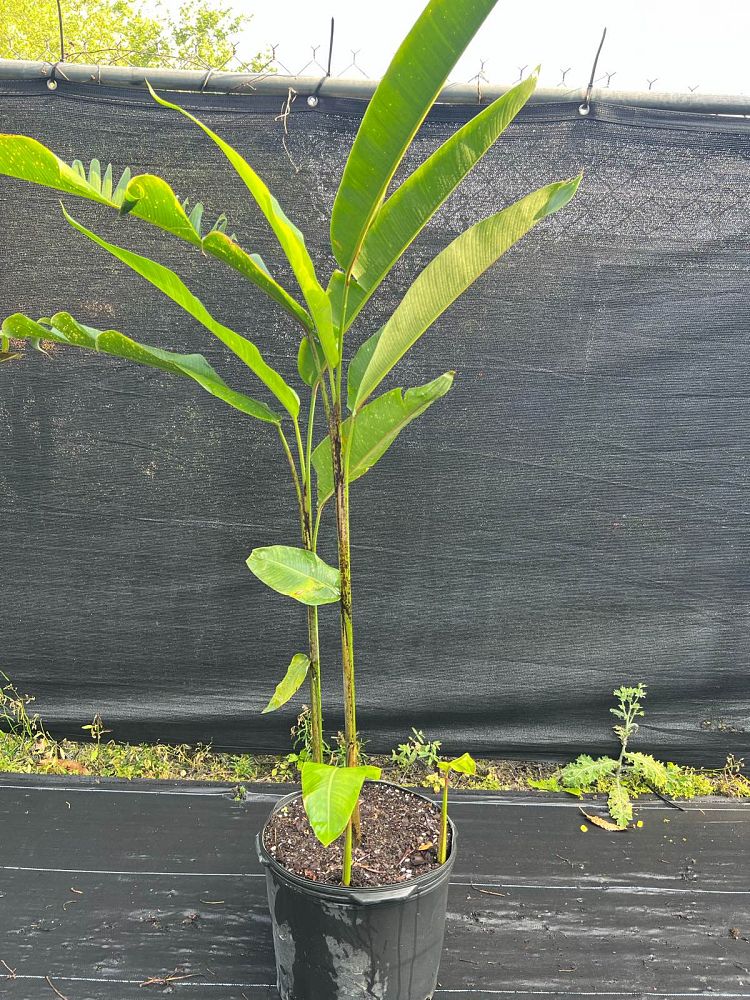 heliconia-rostrata-lobster-claw-heliconia