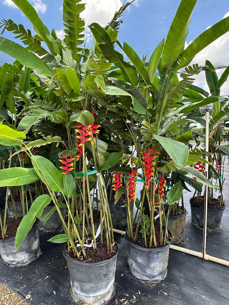 heliconia-rostrata-lobster-claw-heliconia