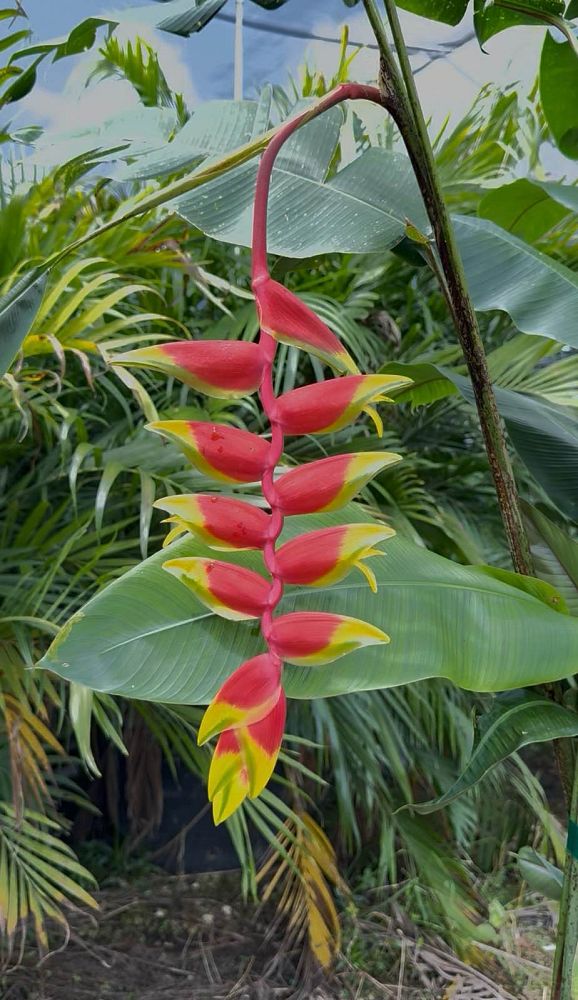 heliconia-rostrata-lobster-claw-heliconia