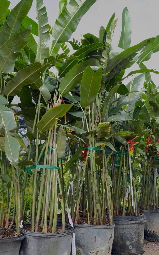 heliconia-rostrata-lobster-claw-heliconia