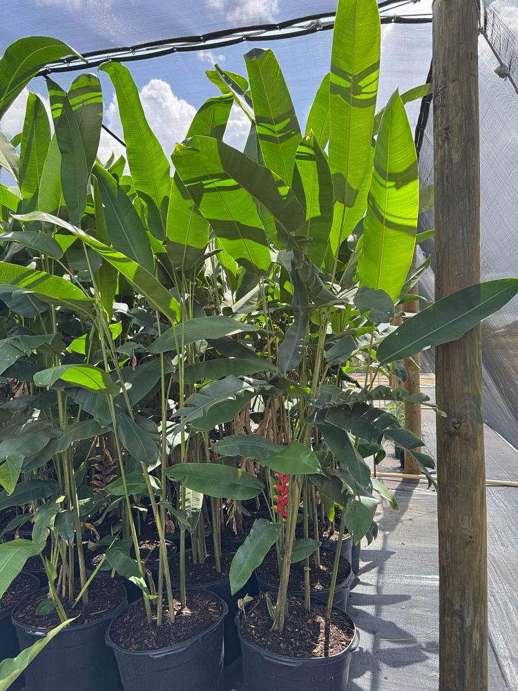 heliconia-rostrata-lobster-claw-heliconia