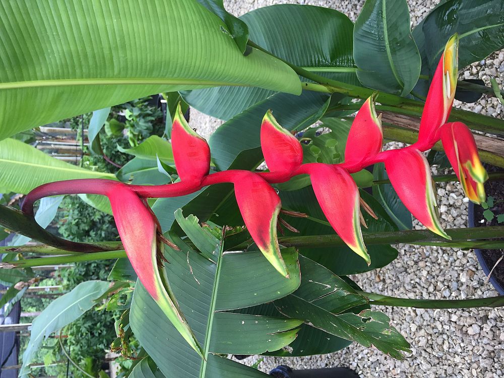 heliconia-rostrata-puerto-rico-libre-lobster-claw-heliconia