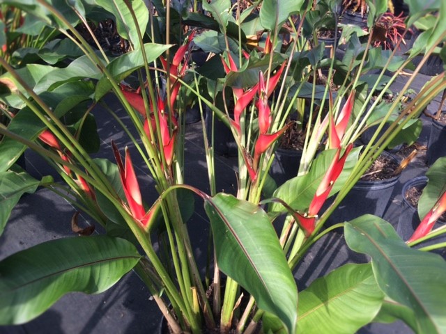 heliconia-stricta-dwarf-jamaican