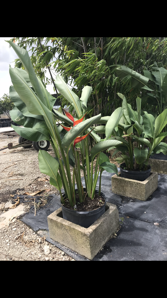 heliconia-stricta-firebird