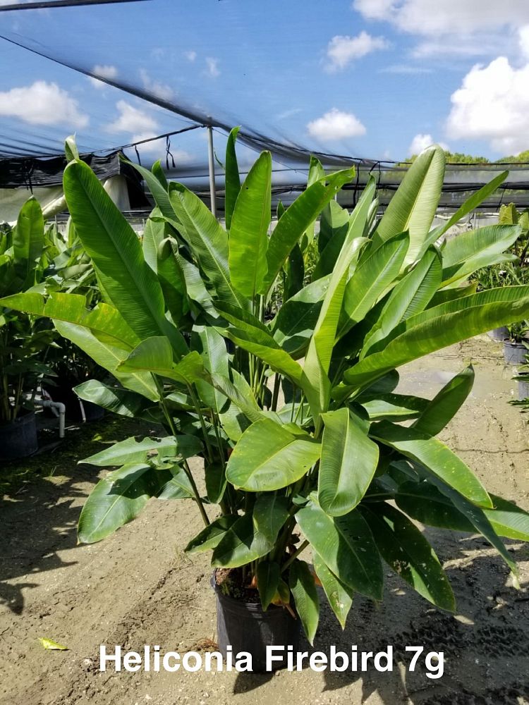heliconia-stricta-firebird