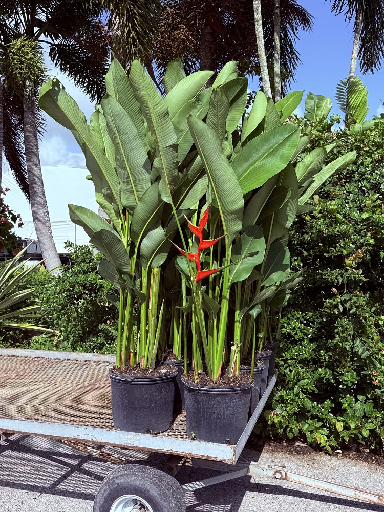 heliconia-stricta-firebird