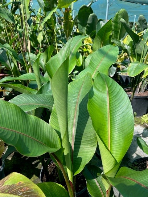 heliconia-stricta-firebird