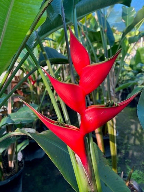 heliconia-stricta-firebird
