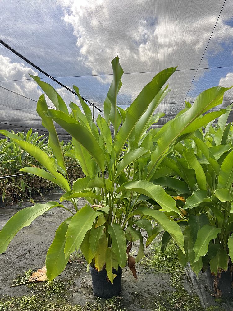 heliconia-stricta-firebird