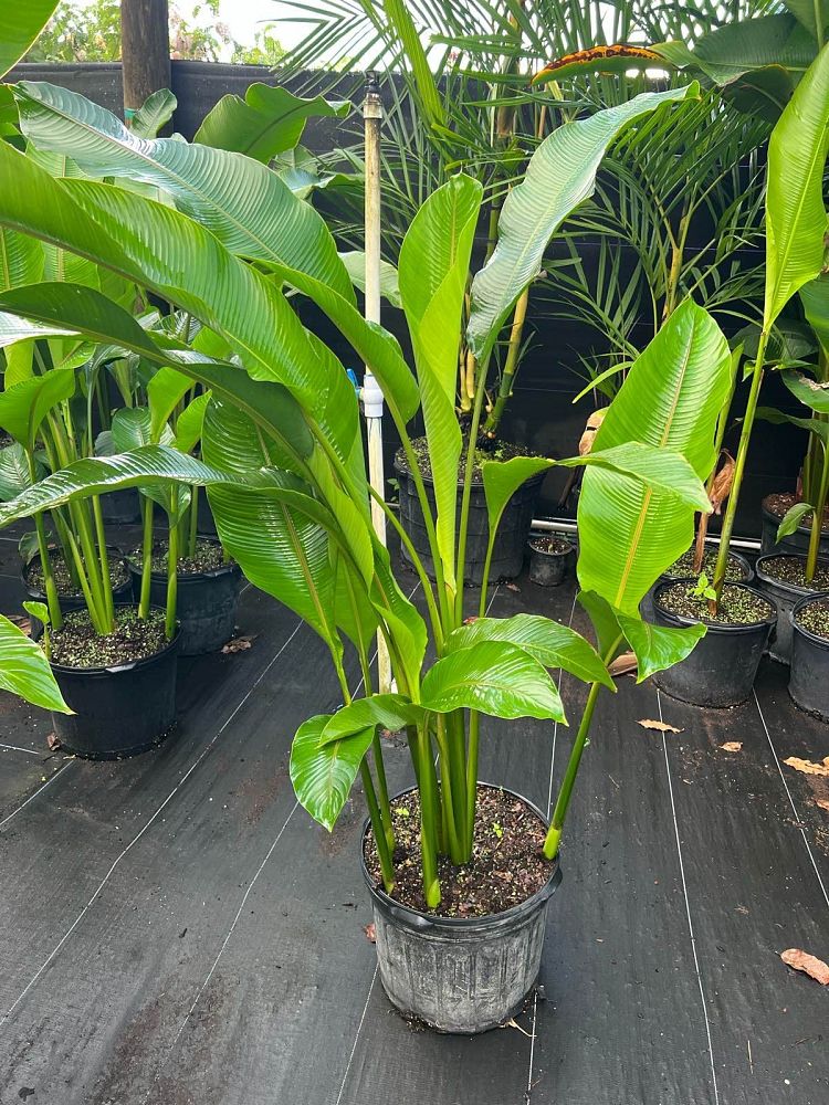 heliconia-stricta
