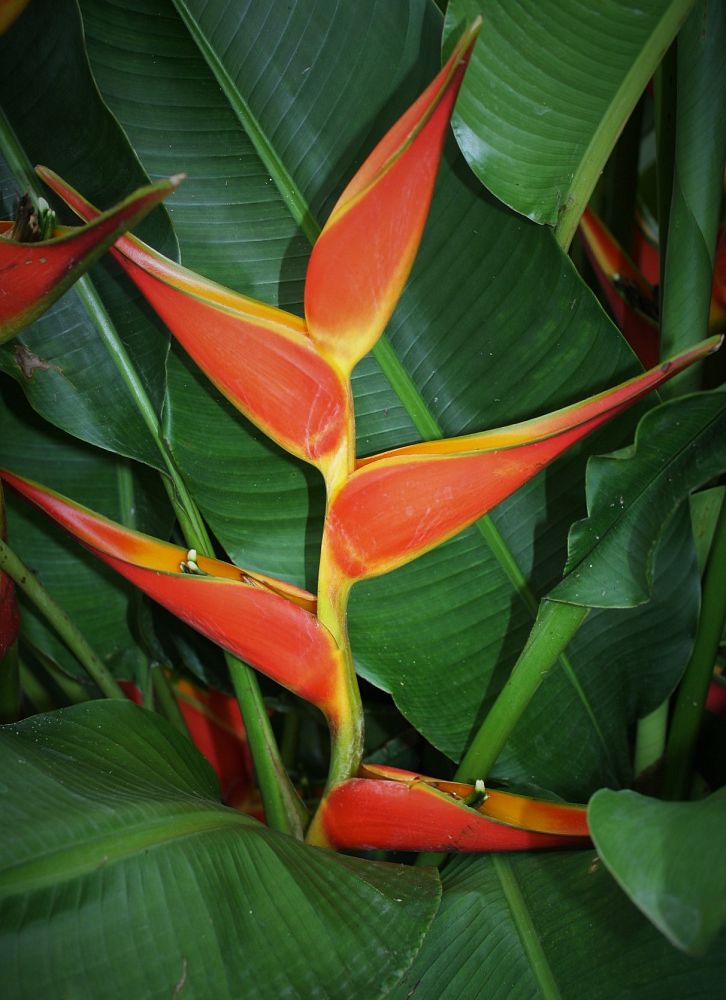heliconia-stricta-tagami