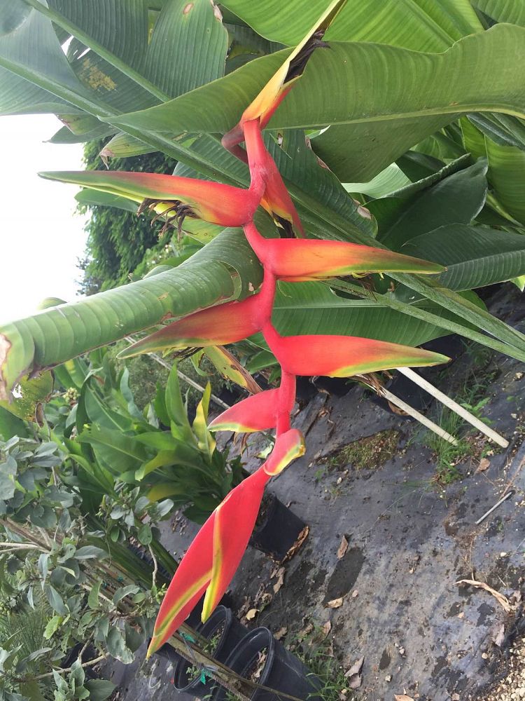heliconia-wagneriana