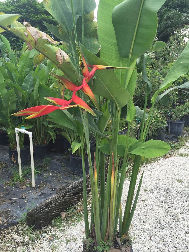 heliconia-wagneriana