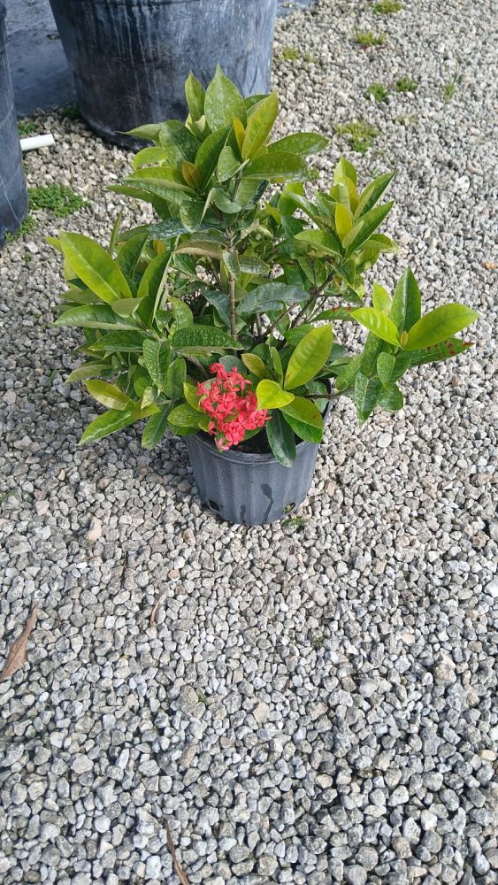 helicteres-isora-indian-screw-tree