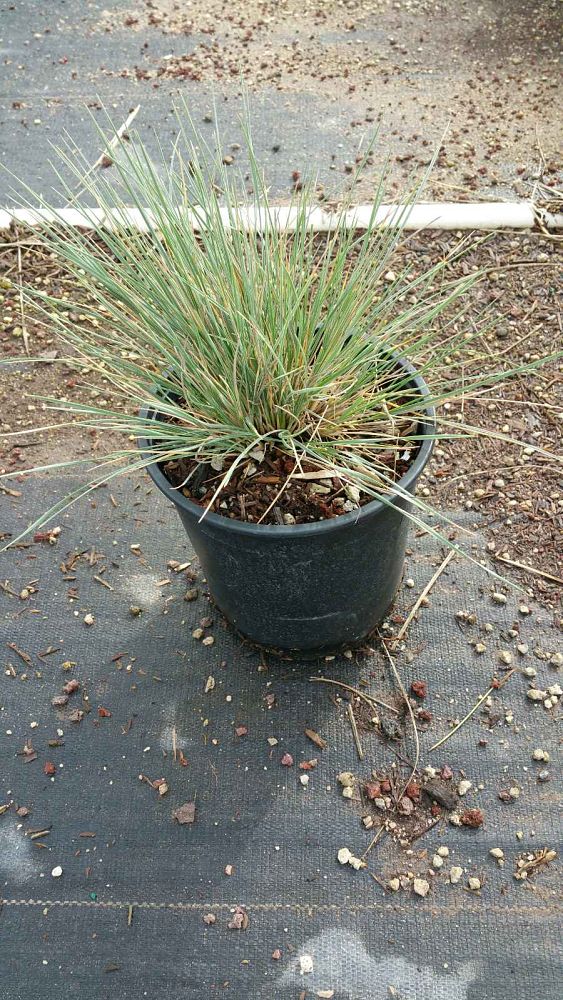 helictotrichon-sempervirens-blue-oatgrass