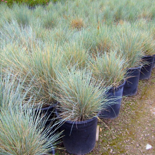 helictotrichon-sempervirens-blue-oatgrass