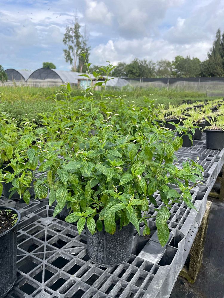 heliotropium-angiospermum-butterfly-heliotrope-scorpion-tail