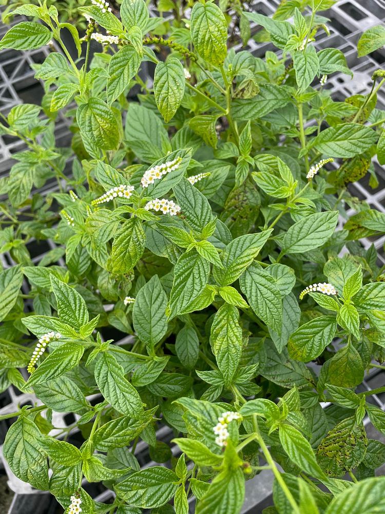 heliotropium-angiospermum-butterfly-heliotrope-scorpion-tail