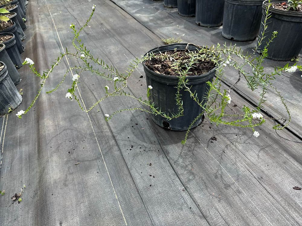 heliotropium-polyphyllum-pineland-heliotrope
