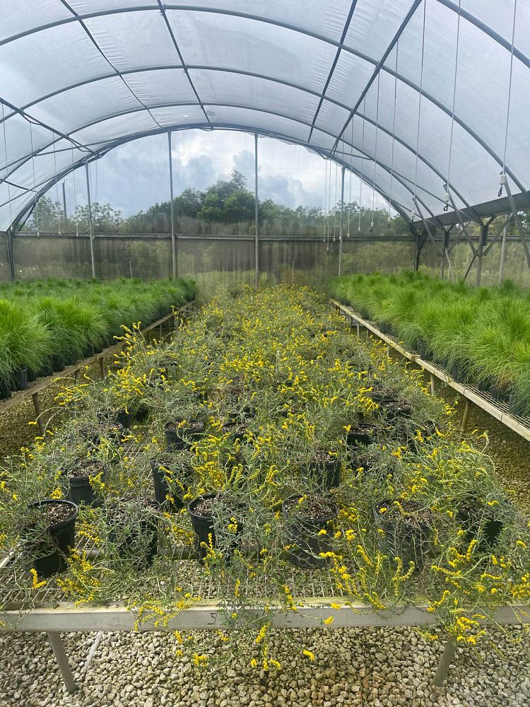 heliotropium-polyphyllum-pineland-heliotrope