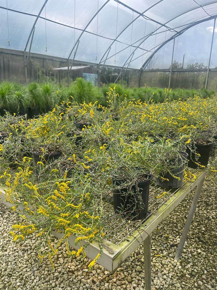 heliotropium-polyphyllum-pineland-heliotrope