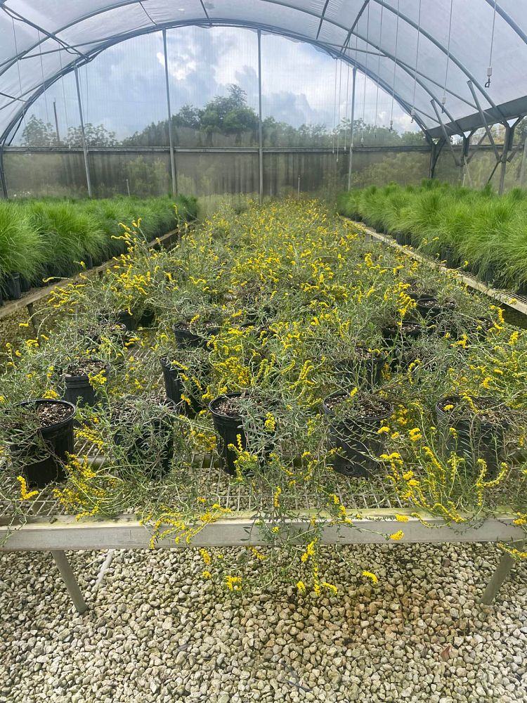 heliotropium-polyphyllum-pineland-heliotrope