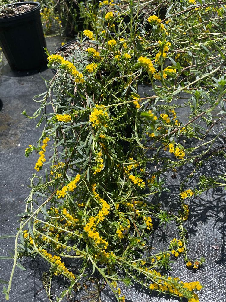 heliotropium-polyphyllum-pineland-heliotrope