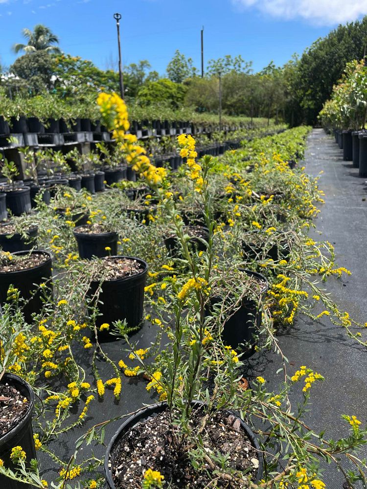 heliotropium-polyphyllum-pineland-heliotrope