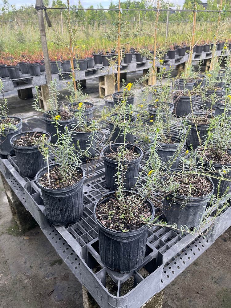 heliotropium-polyphyllum-pineland-heliotrope