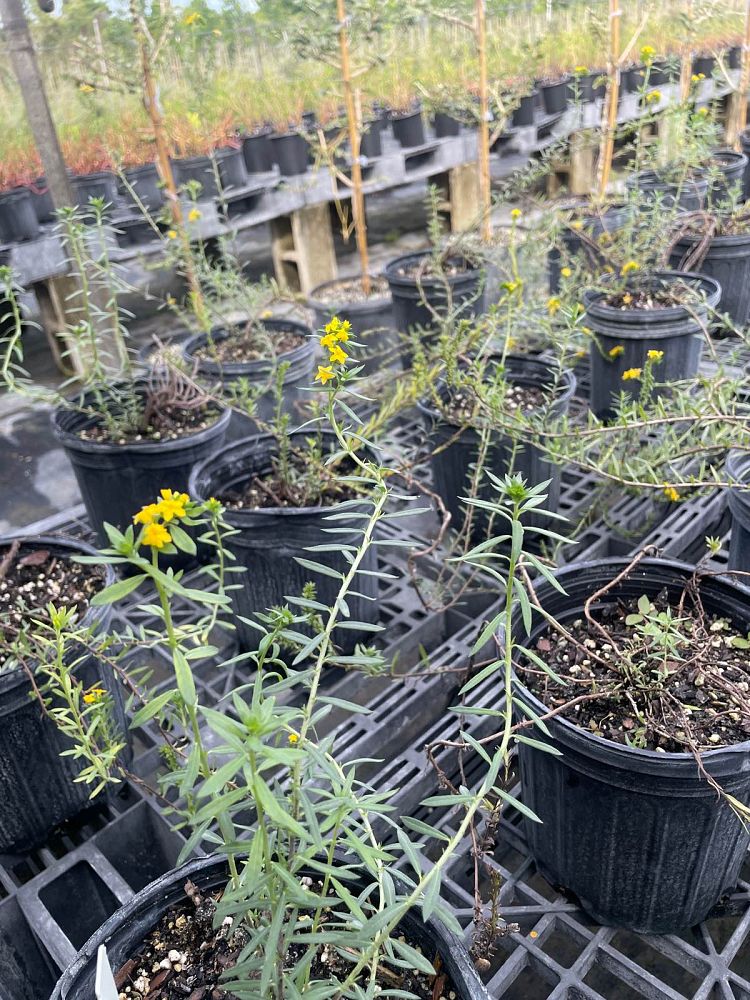 heliotropium-polyphyllum-pineland-heliotrope