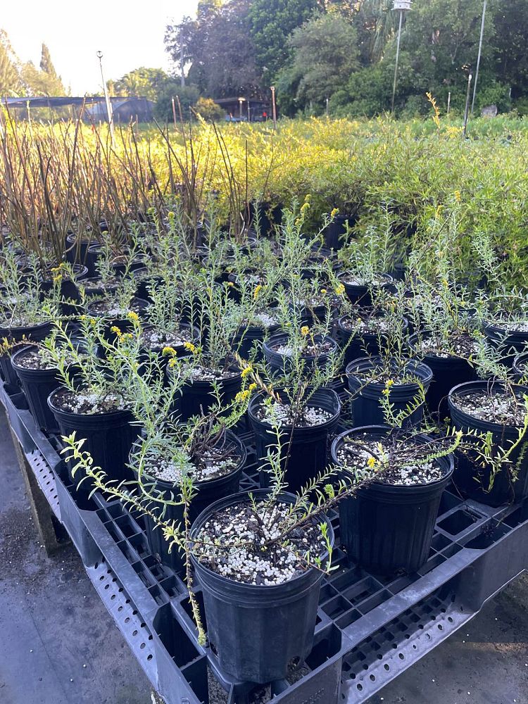 heliotropium-polyphyllum-pineland-heliotrope