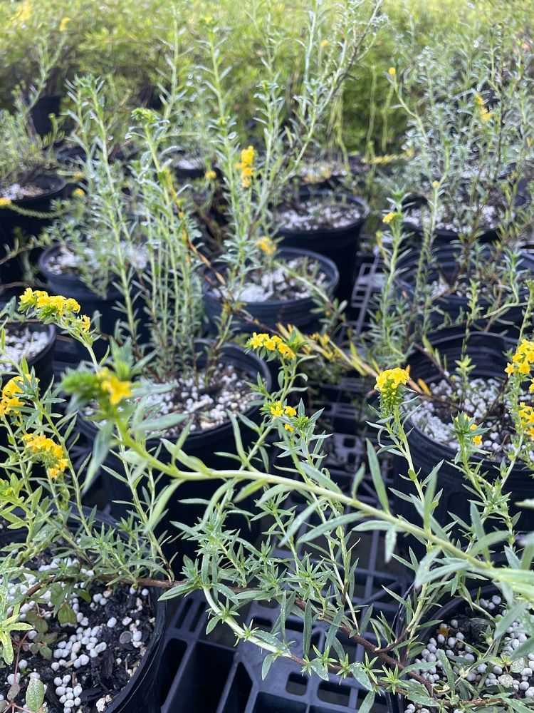 heliotropium-polyphyllum-pineland-heliotrope