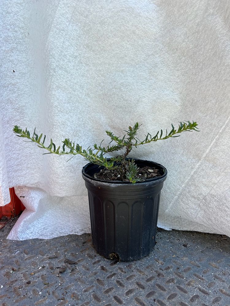 heliotropium-polyphyllum-pineland-heliotrope