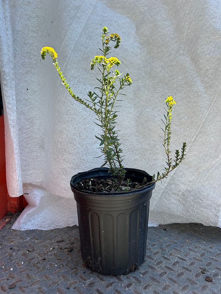 heliotropium-polyphyllum-pineland-heliotrope