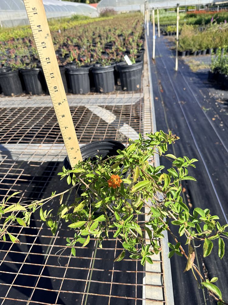 heliotropium-polyphyllum-pineland-heliotrope