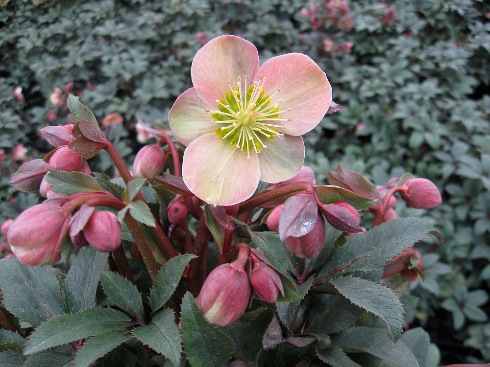 helleborus-ballardiae-hgc-love-bug-lenten-rose