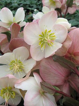 helleborus-ballardiae-hgc-mahogany-snow-lenten-rose