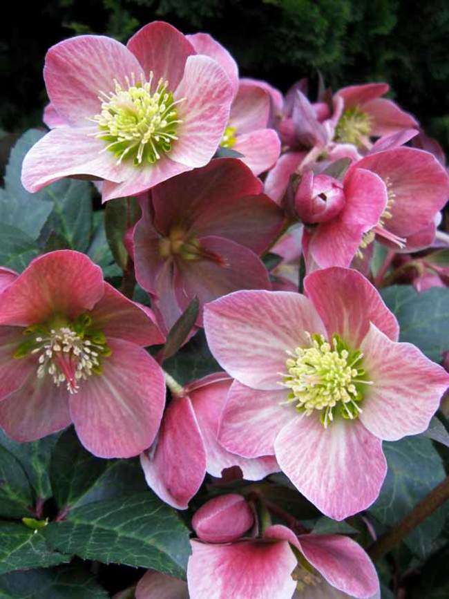 helleborus-ballardiae-hgc-merlin-lenten-rose