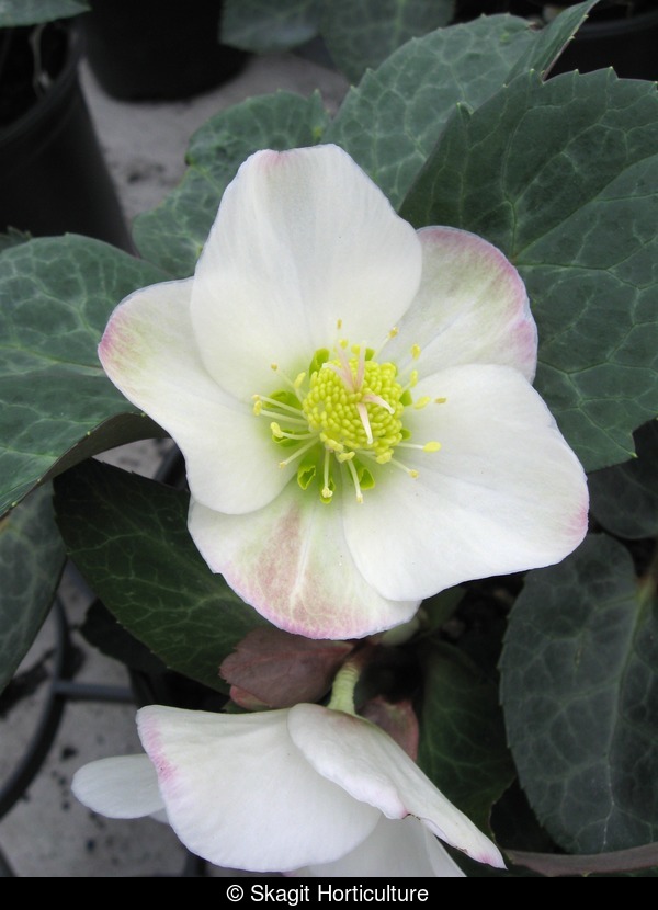 helleborus-ballardiae-hgc-spring-party-lenten-rose