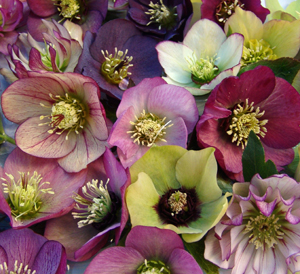helleborus-brandywine-hybrids-lenten-rose-hellebore